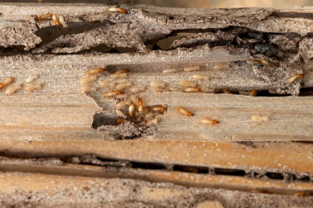 Best Pest Removal Services  in Park City, UT