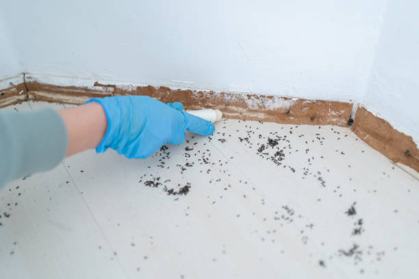 Best Affordable Pest Control Services  in Park City, UT