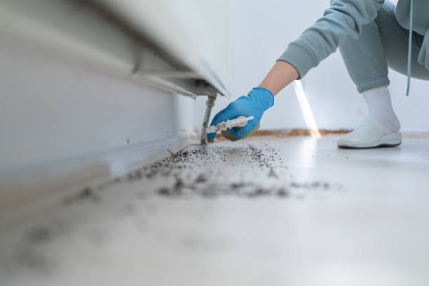 Flea Control Services in Park City, UT